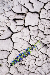purple flower on the background of cracked earth. Global warming concept