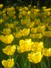 Obraz premium field of tulips