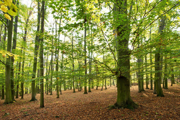 Forest in the autumn in the sunny day