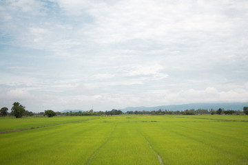 Obraz premium green field and blue sky