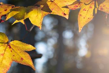 Golden light filters through autumn leaves with bokeh background in the forest ~GOLDEN IS THE LIGHT~
