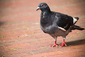 UK Town Pigeon
