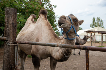 Pet camels in a pen
