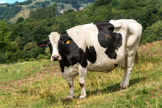 Curious dairy cow - White and black heifer looking at camera on a green pasture in mountain, Italian Alps, Europe