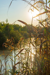 A swampy river against the backdrop of the bright evening sun in summer.