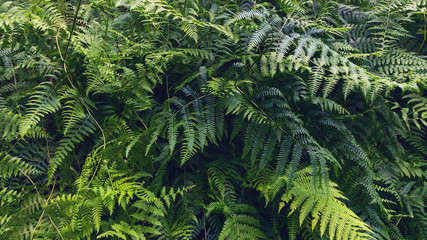 Naklejka na ściany i meble foresta tropicale piante foglie verdi