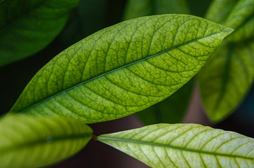Fresh of green leaves  on nature background with selective focus.