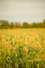 Maisfeld, weizenfeld, Ernte, erntefeld, Natur, Acker
