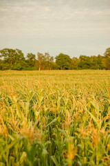 Maisfeld, weizenfeld, Ernte, erntefeld, Natur, Acker