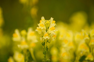 Fototapeta premium Nahaufnahme einer Blüte, makro, raps, macro