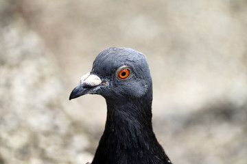 UK Town Pigeon