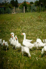 Gans, Gänse, vögel, Hintergrundbild, Rasen, Rasse, Schnabel, Gras, Zucht