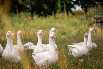 Gans, Gänse, vögel, Hintergrundbild, Rasen, Rasse, Schnabel, Gras, Zucht