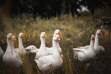 Gans, Gänse, vögel, Hintergrundbild, Rasen, Rasse, Schnabel, Gras, Zucht