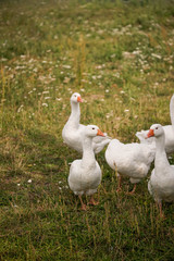 Obraz premium Gans, Gänse, vögel, Hintergrundbild, Rasen, Rasse, Schnabel, Gras, Zucht