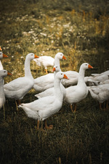 Gans, Gänse, vögel, Hintergrundbild, Rasen, Rasse, Schnabel, Gras, Zucht