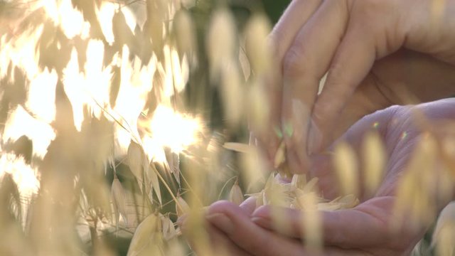 Growing oats in rays of sunlight. Slow motion.  Female fingers take oat grains from palm and sort them out.  Close-up. The smooth movement of the camera (from left to right) along oats.
