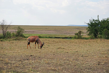 Naklejka premium Tobi Gazelle in Kenya