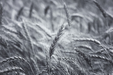 wheat ear on meadow. Big field of wheat. Harvest of wheat