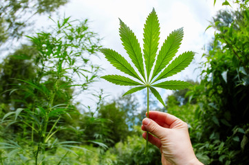 Cannabis marijuana green leaf in hand on cannabis blur leaves background.