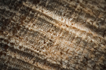 Harz, Natur, Kleben, Hintergrund, Textur, Holz, Baumstamm, Macro, Makro