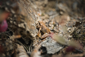 Frosch, Makro, Reptil, macro, Hintergrund, warzen, braun, streifen