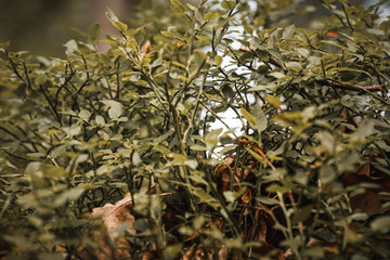 Grüne pflanzen, Hintergrund, Textur, Baum, Wald