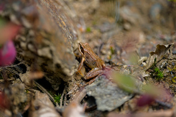 Frosch, Makro, Reptil, macro, Hintergrund, warzen, braun, streifen