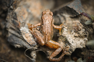 Frosch, Makro, Reptil, macro, Hintergrund, warzen, braun, streifen