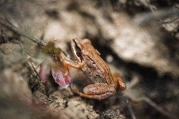 Naklejka premium Frosch, Makro, Reptil, macro, Hintergrund, warzen, braun, streifen