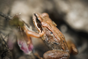 Frosch, Makro, Reptil, macro, Hintergrund, warzen, braun, streifen