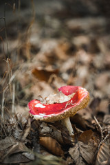 Fliegenpilz, pilz, giftig, Hintergrundbild, Wald