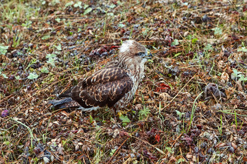 close-up portrait of a bird of prey nestling in its natural habitat, camouflage protective coloring...
