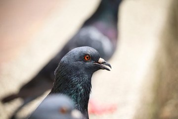 UK Town Pigeon