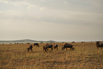 Fototapeta na wymiar Herd of Wildebeest in Kenya