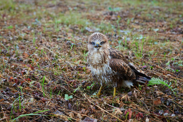 Chick Milvus migrans close-up. He still does not know how to fly, but is not afraid of anything and allows him to come close to himself.