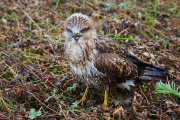 Close-up portrait of a bird of prey in its natural habitat.