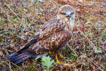 Chick Milvus migrans close-up. He still does not know how to fly, but is not afraid of anything and allows him to come close to himself.