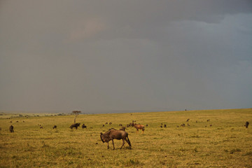 Naklejka na ściany i meble herd of wildebeest in africa