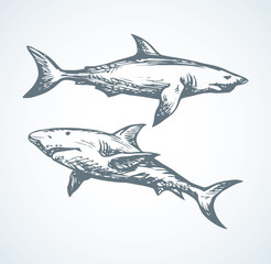 Shark. Vector drawing