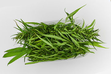 Lots of green leaves and cannabis herb marijuana in a plastic container isolated on white background.