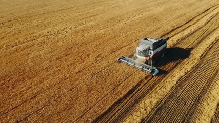 Aerial view Combine Harvester gathers the wheat. Harvesting grain field, crop season. 4K. Beautiful natural aerial landscape. Food industry concept.