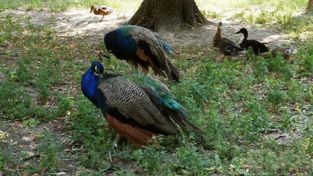 Peacocks walk in a public park