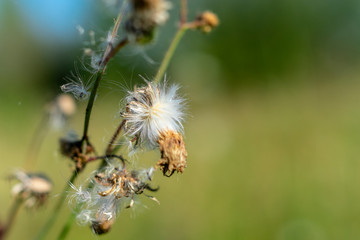 Natural background of meadow flowers that have faded