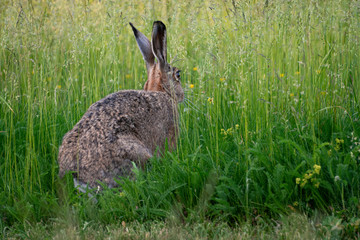 Rabbit in the grass 