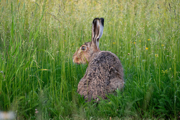 Rabbit in the grass 