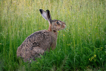 Rabbit in the grass 