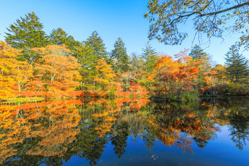 Beautiful Japan autumn at Kumoba Pond or Kumoba ike of Karuizawa ,Nagano Prefecture Japan.