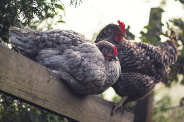 hens - two perched hens (one gray and one speckled) outside in the garden, foggy day