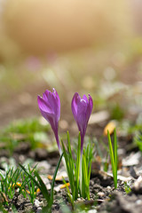 Beautiful spring background with close-up of blooming yellow and purple crocus. First flowers on a meadow in park under bright sun in spring time